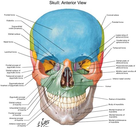 Skull Anterior View Labeled