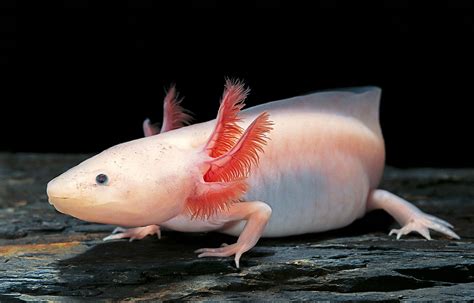 Are Axolotls Mudpuppies