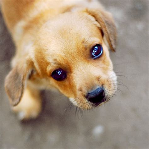 puppy eyes by ciuky on DeviantArt