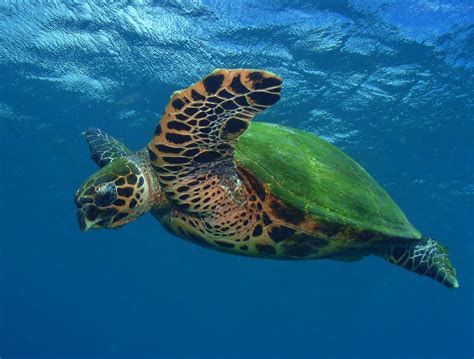 Hawksbill Turtles | 4biodiversity.org