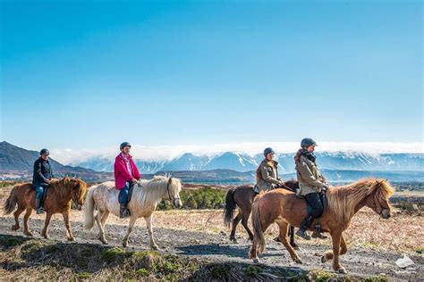 The Icelandic Horse | What Makes it Unique? | All About Iceland