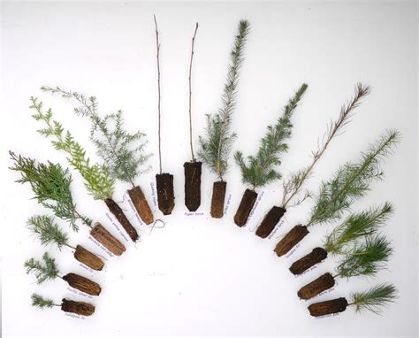 Tree Seedlings Identification Chart