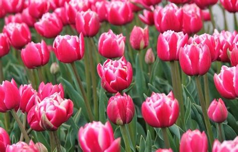 6 Fascinating Tulip Facts You Don't Know - Birds and Blooms