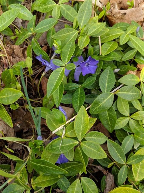 Perennial Vinca Minor Vine 75 Rooted Plants Periwinkle | Etsy