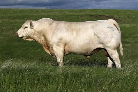 Rennert Ranch - Charolais Cattle for Sale, Charolais Cattle