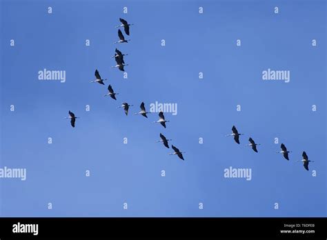 common crane flying south Stock Photo - Alamy