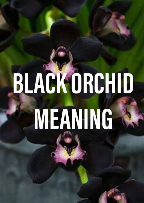 Black Orchid Meaning: Everything You Need to Know - Gardening Brain