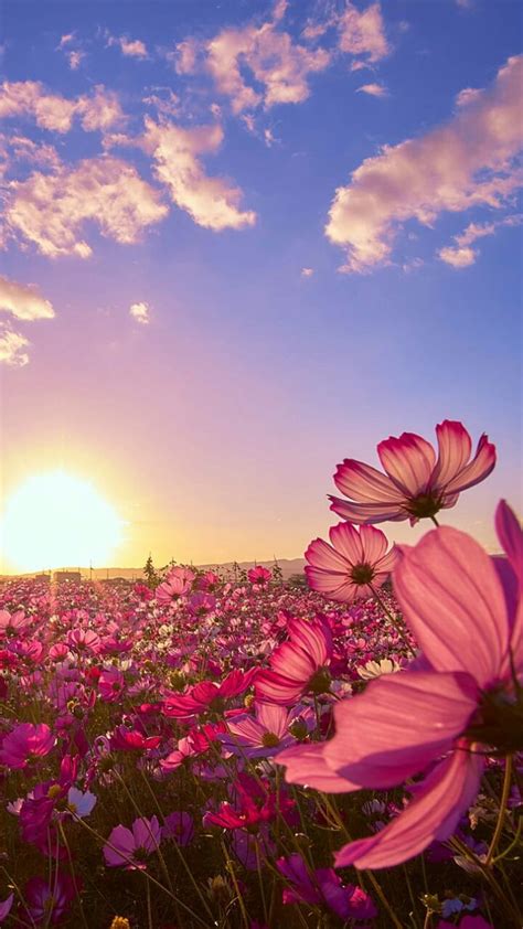 Top more than 67 wallpaper flower field latest - in.cdgdbentre