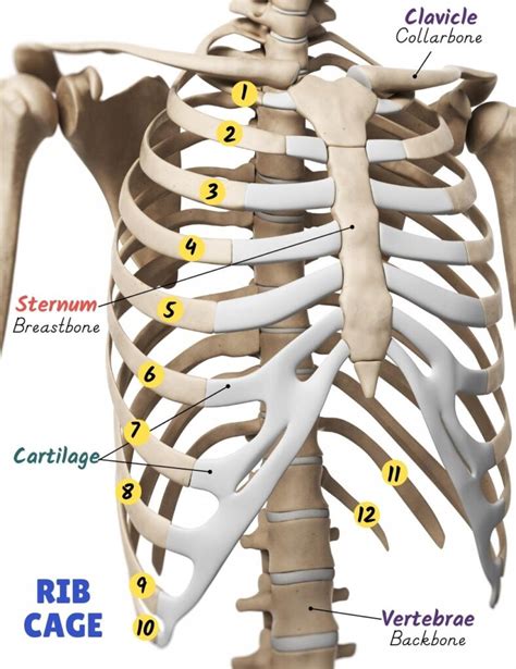 Why is the Rib Cage So Important? Simple Explanation for Kids