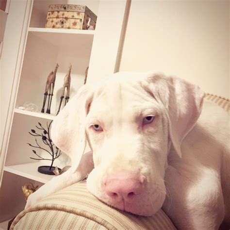 White Great Dane puppy. My love ️ | Dane puppies, Great dane puppy ...