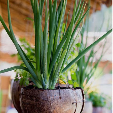 Creative Ideas for Balcony Garden