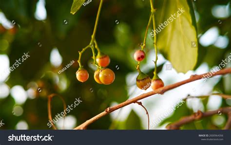 Cordia-red Images, Stock Photos & Vectors | Shutterstock