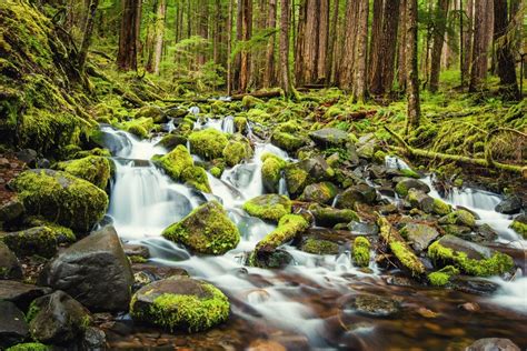 4 Most Accessible Waterfalls in Olympic National Park • Our Globetrotters