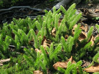 What are the Uses and Health Benefits of Club Moss (Lycopodiopsida)?