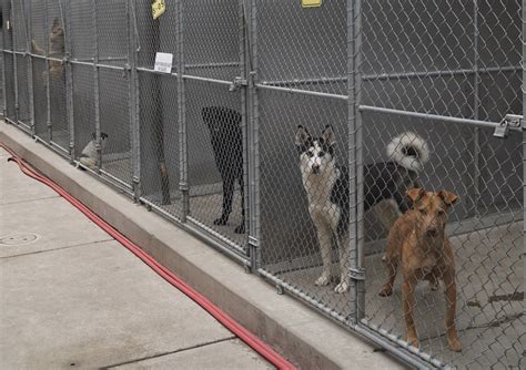 Front Street Animal Shelter waives fees to reclaim pets for an entire ...