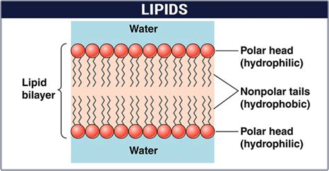 Describe The Chemical Makeup Of Lipids | Saubhaya Makeup