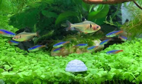 The Best Food For Tropical Freshwater Fish - Pet Food Guide