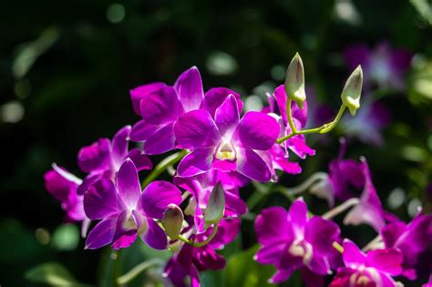 Orquídeas Flores Moradas - Foto gratis en Pixabay - Pixabay