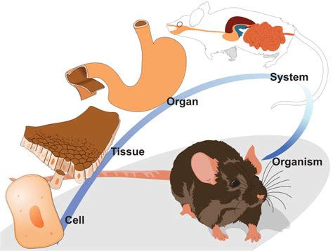 Multicellular Life — Definition & Overview - Expii