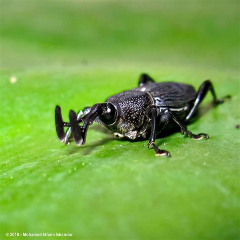 Indonesian Bugs & Others: Black Weevil from Dago Pakar