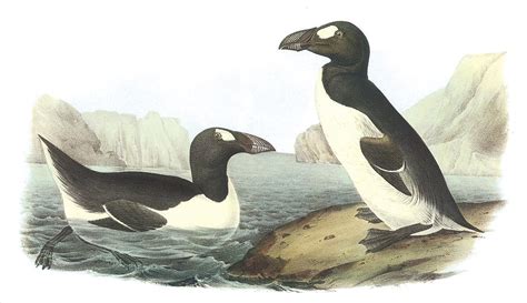 Great Auk Painting by John James Audubon - Fine Art America