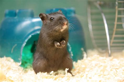 Are Gerbils Nocturnal Or Diurnal? Their Sleep Behavior Explained - A-Z ...