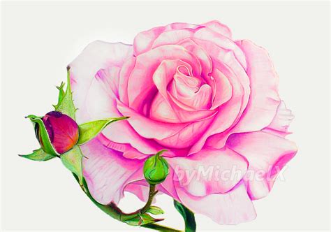 Drawing Rose color pencil by byMichaelX on DeviantArt