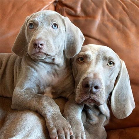 Weimaraner & Puppy | Weimaraner puppies, Weimaraner, Weimaraner dogs