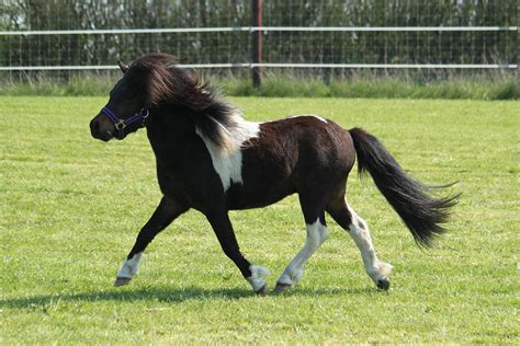 Shetland Pony Horse Breed Profile