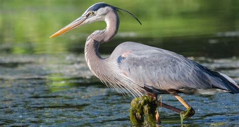 8 Types of Herons Found in Wisconsin (2024) - Bird Watching HQ