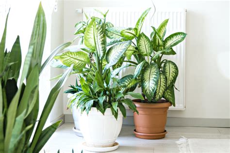 7 Tropical Plants That Thrive in Low Light | Tropical plants, Snake ...