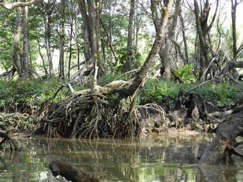 Swamps and Wetland - A-Z Animals