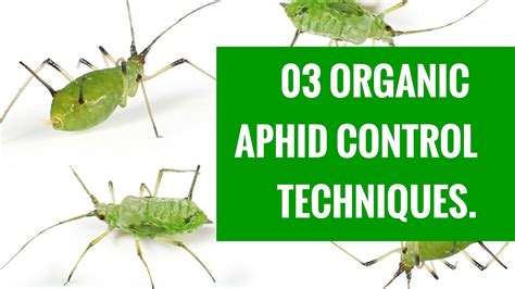 3 Easy Organic Aphid Control Techniques for the Garden