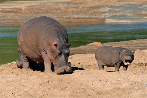 Hippopotamus Habitat - Hippopotamus Facts and Information