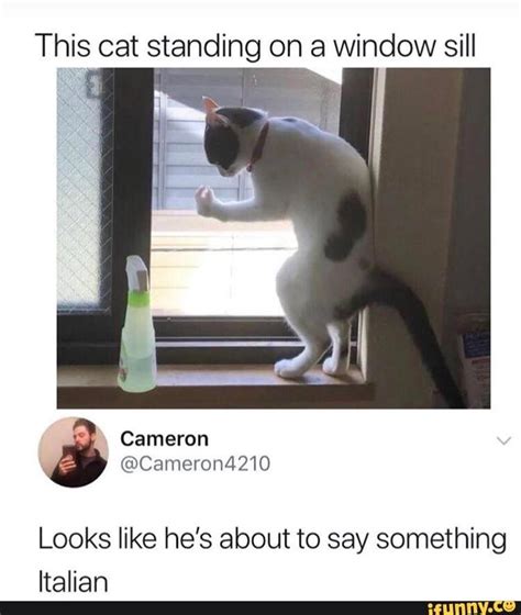 This cat standing on a window sill Looks like he's about to say ...