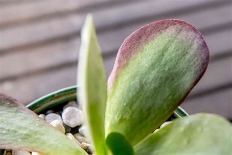 Flapjack Succulent (Kalanchoe luciae): Care and Growing Guide