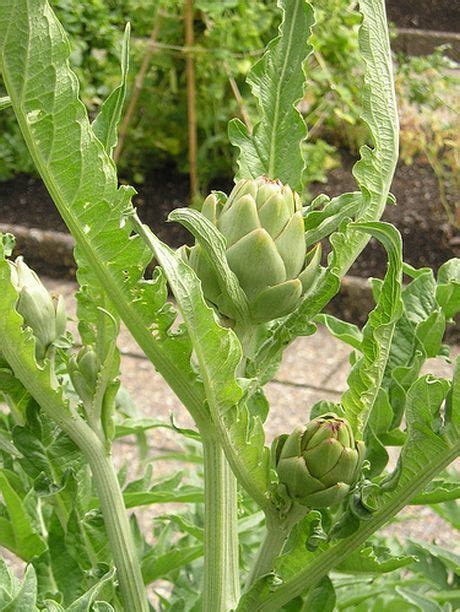 Cynara Plant Growing & Care Guide for Gardeners