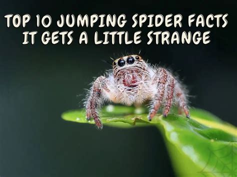 Top 10 Jumping Spider Facts - It Gets A Little Strange - Jumping Spider