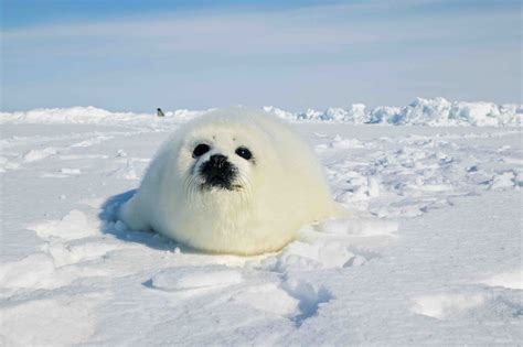 15 Majestic Animals of the Arctic - Facts.net