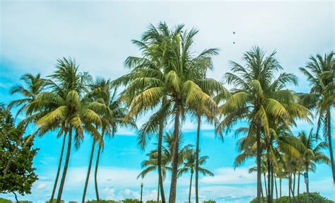 Palm Trees Are Getting Swapped With Shade Trees In This South Florida ...