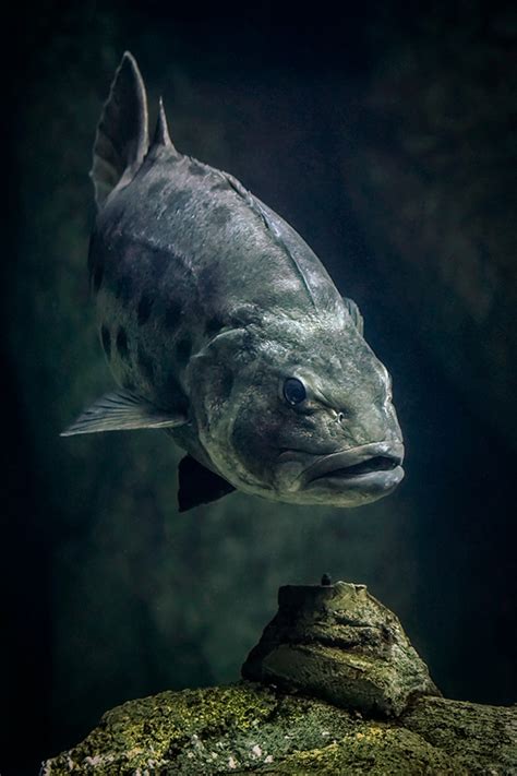 Giant Sea Bass | Online Learning Center | Aquarium of the Pacific