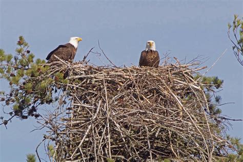 They’ve hatched! A good look at a Maine bald eagle nest | Act Out with ...