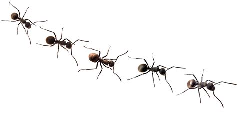 Ants Png Free Background Ants With No Background - Clip Art Library