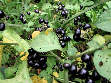 Long Island Seed Project/Garden Huckleberry