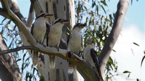 Four Calling Birds | Rev. Leesa's Blog | St. Dunstan's Episcopal Church