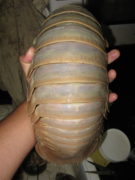 Giant Isopod (Bathynomus giganteus) Dorsum - a photo on Flickriver