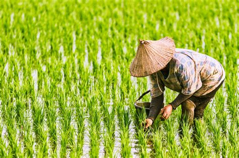 ACIAR and SunRice invest in sustainable rice in Vietnam | ACIAR