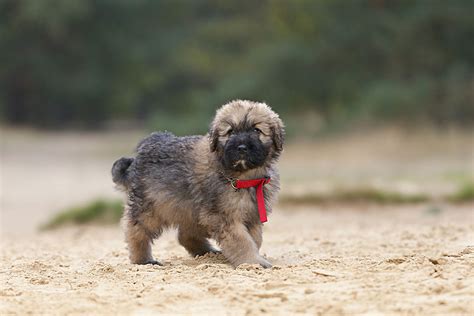 Bouvier Des Flandres Puppies