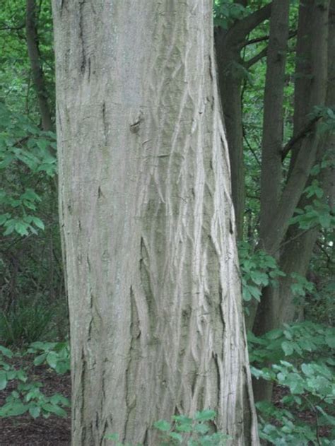 Hornbeam - Tree Guide UK Hornbeam identification