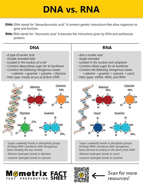 DNA vs. RNA (Video & Fact Sheet)